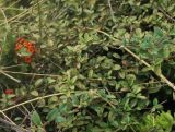 genus Pyracantha. Ветви плодоносящего растения. Болгария, г. Бургас, Приморский парк, посадки у лестницы у Мемориала погибшим морякам. 16.09.2021.