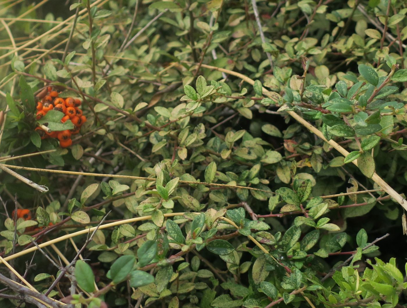 Image of genus Pyracantha specimen.