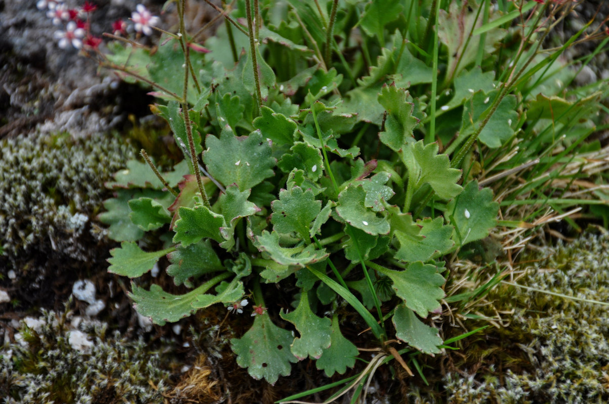 Image of Micranthes davurica specimen.