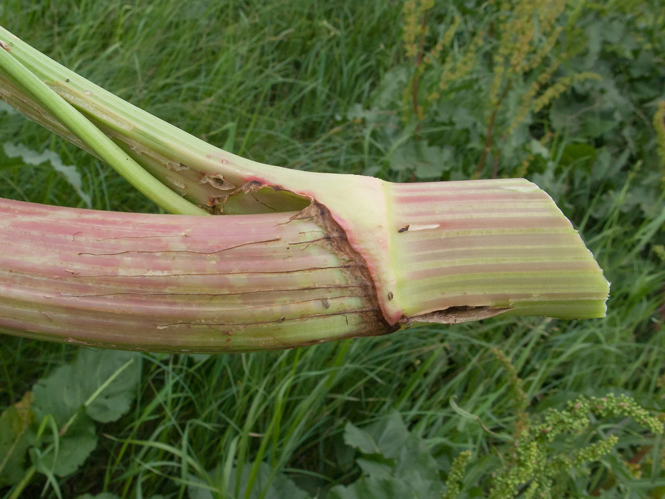 Image of Rumex patientia specimen.