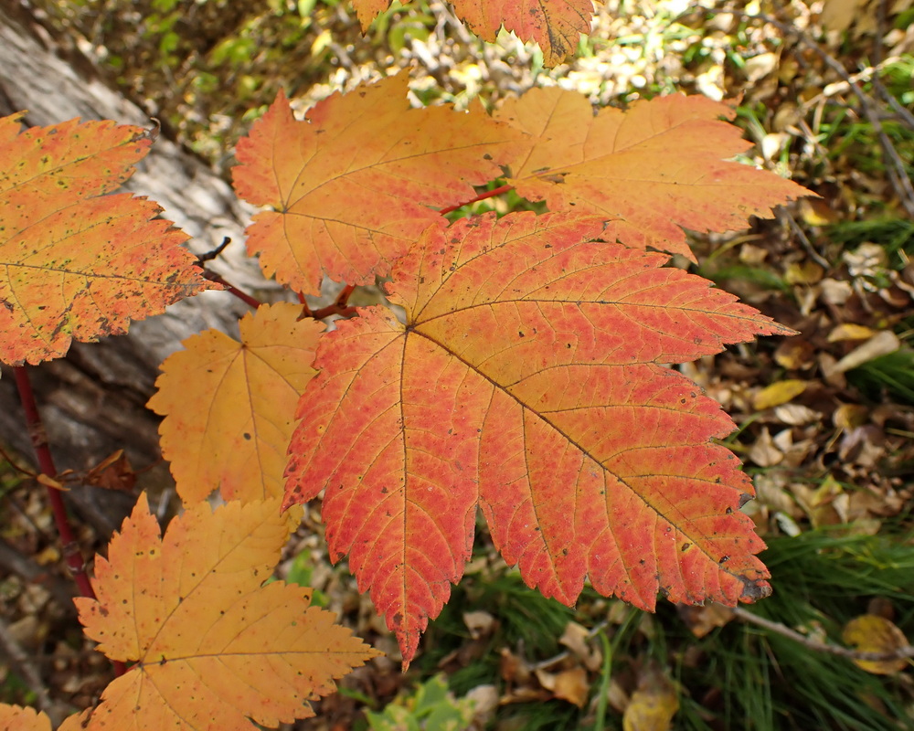 Image of Acer ukurunduense specimen.