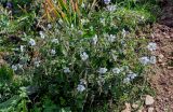 Geranium collinum