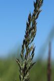 Calamagrostis groenlandica. Часть развивающегося соцветия. Ленинградская обл., Ломоносовский р-н, окр. Шепелёвского маяка; п-ов Каравалдай, берег Финского залива, затопленный ситниково-болотницевый марш. 10.06.2023.