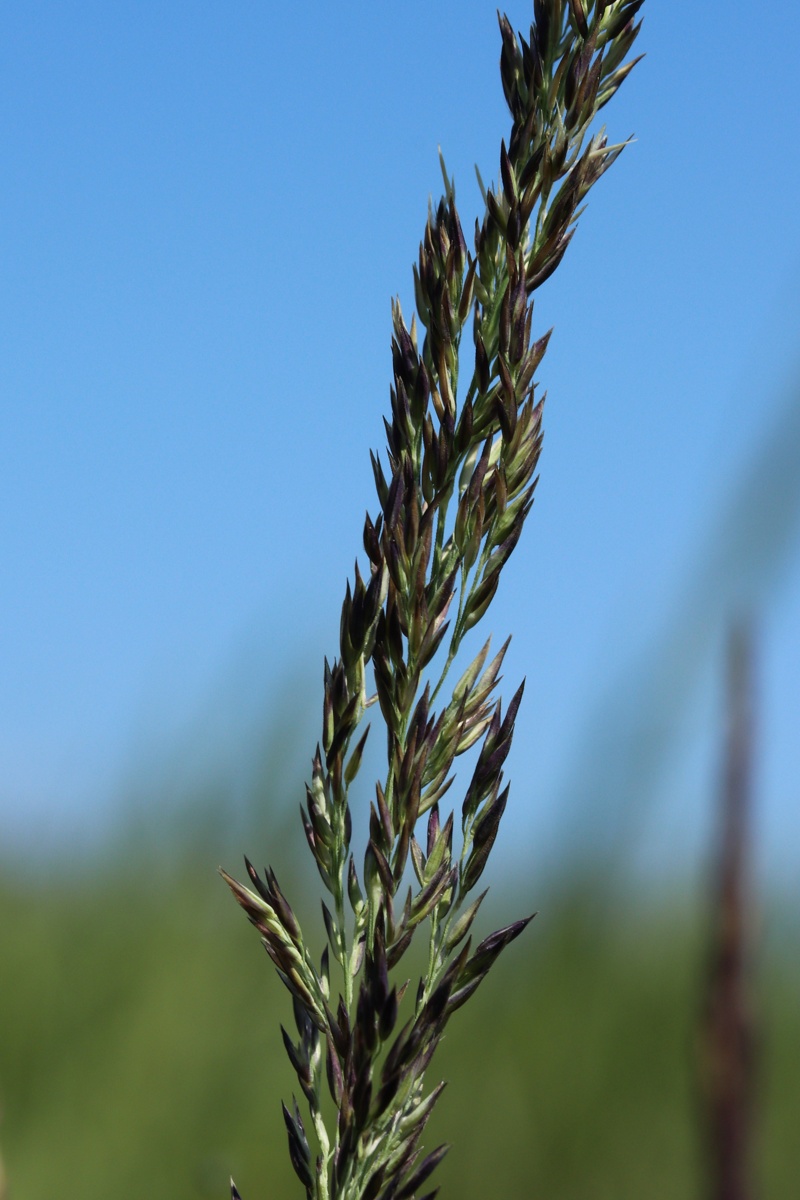 Image of Calamagrostis groenlandica specimen.