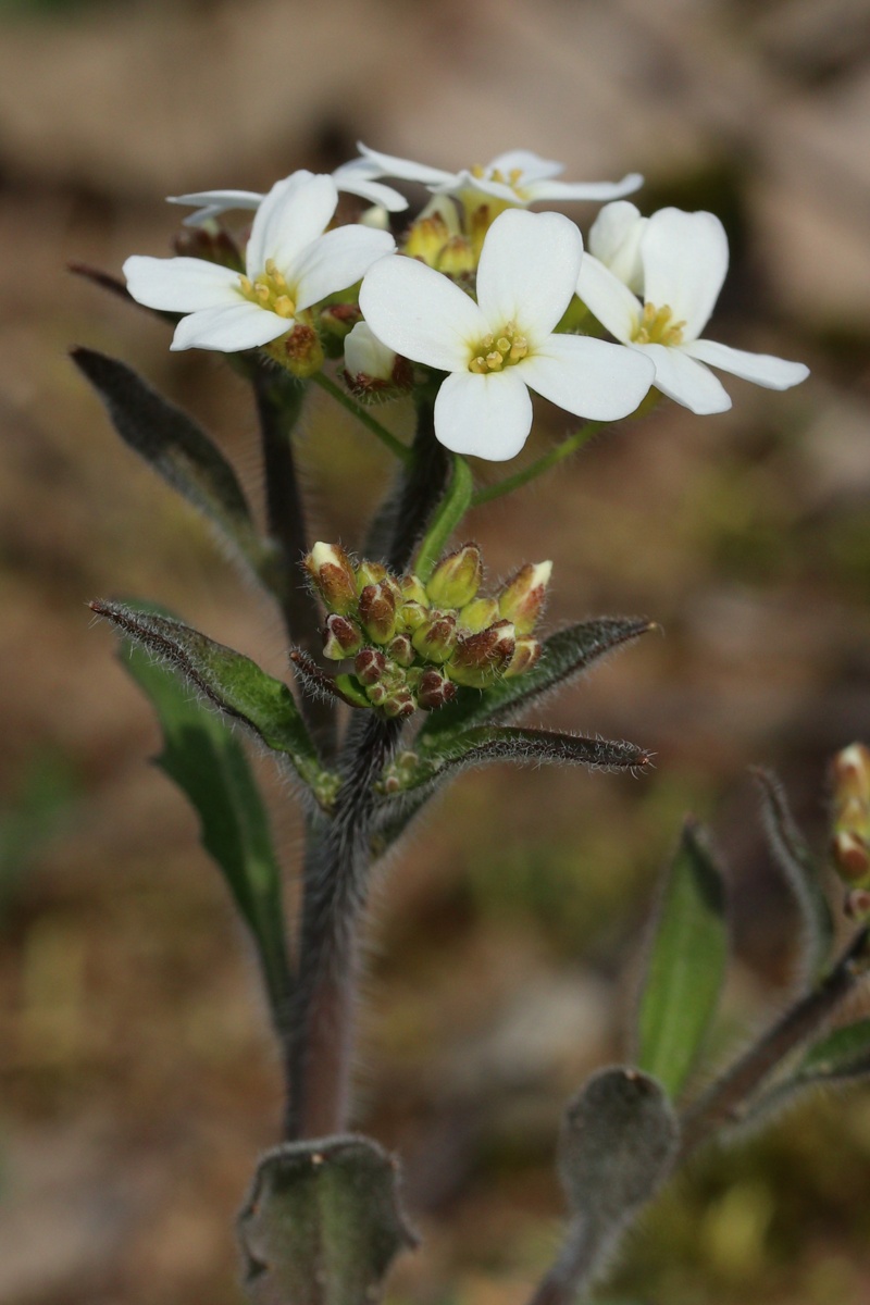 Image of Arabidopsis arenosa specimen.