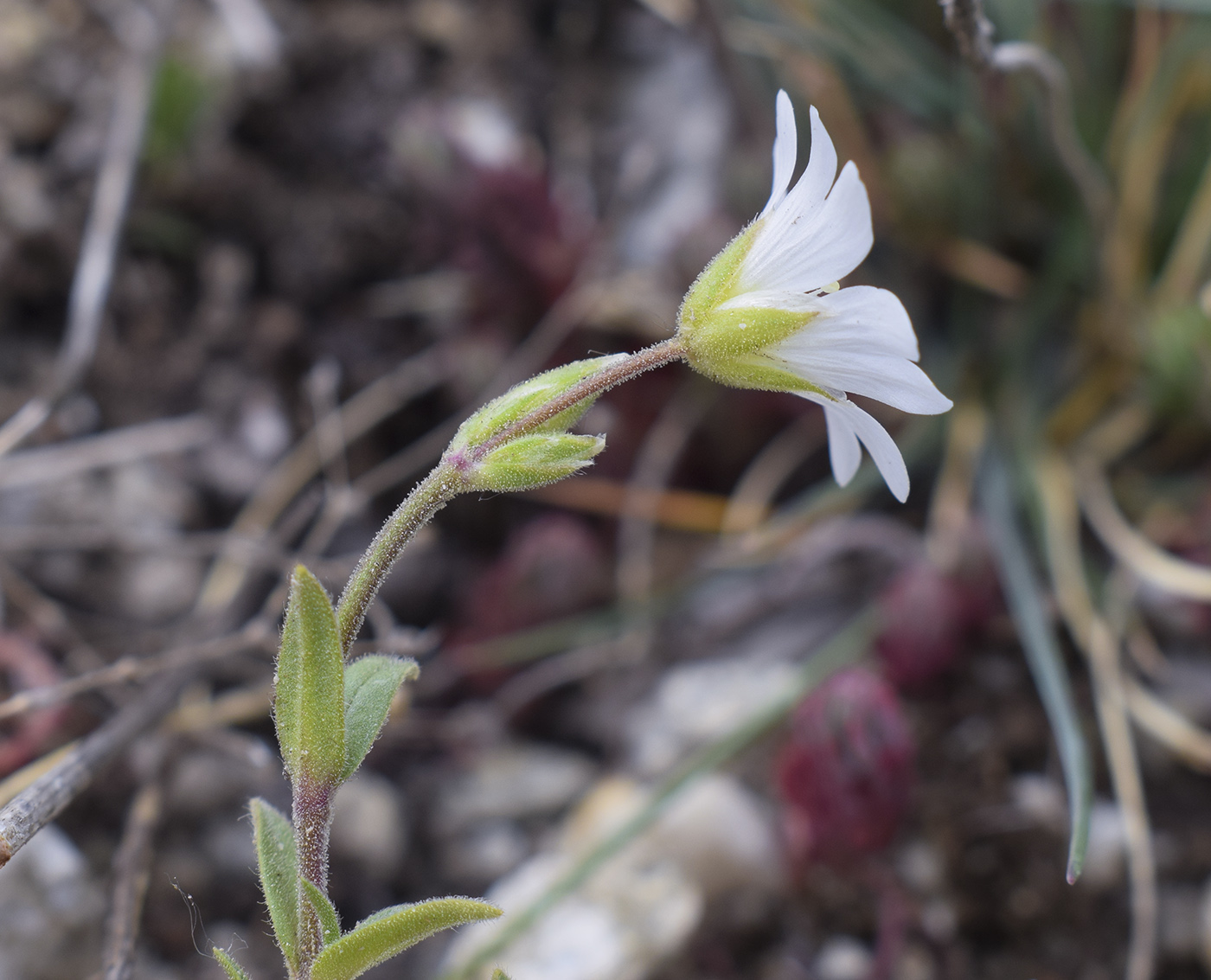 Image of Cerastium arvense specimen.