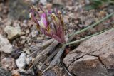 Astragalus amabilis. Отцветающее соцветие с незрелыми плодами. Казахстан, Алматинская обл., хр. Торайгыр, щебнистая пустыня. 6 мая 2024 г.