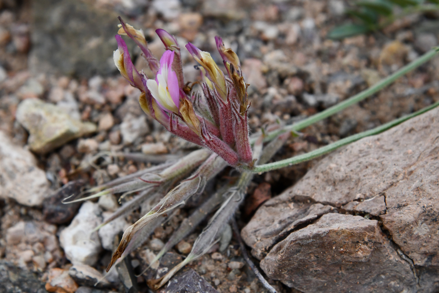 Image of Astragalus amabilis specimen.