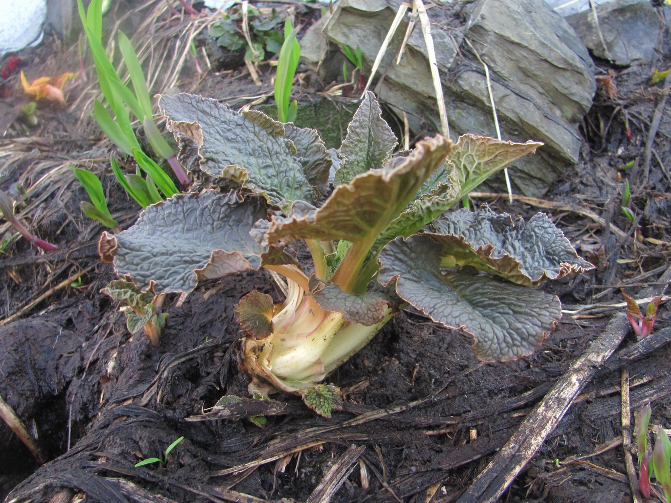 Image of class Magnoliopsida specimen.