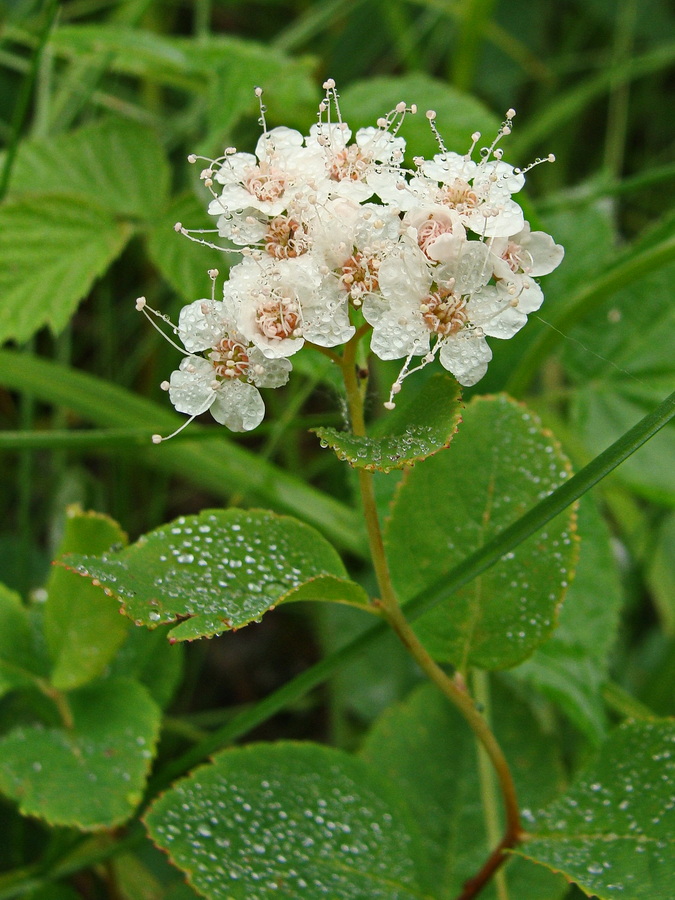 Image of genus Spiraea specimen.