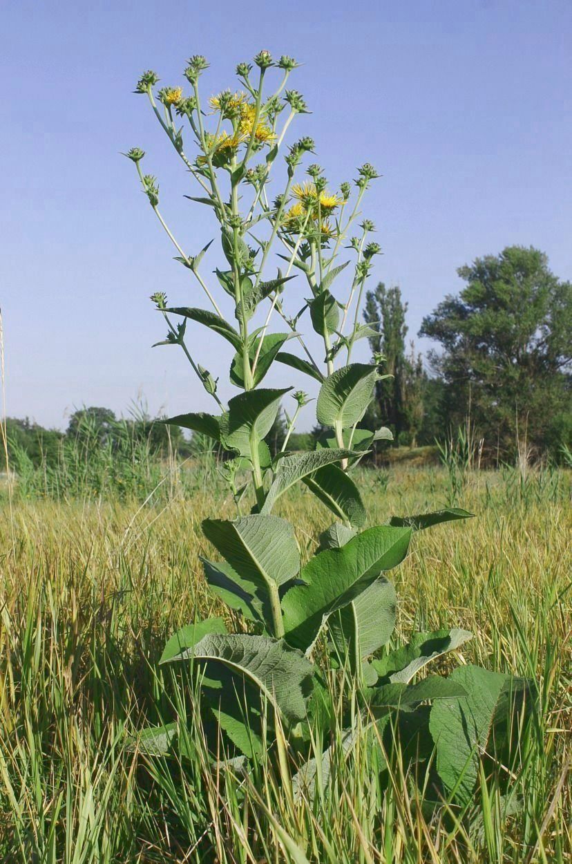 Изображение особи Inula helenium.