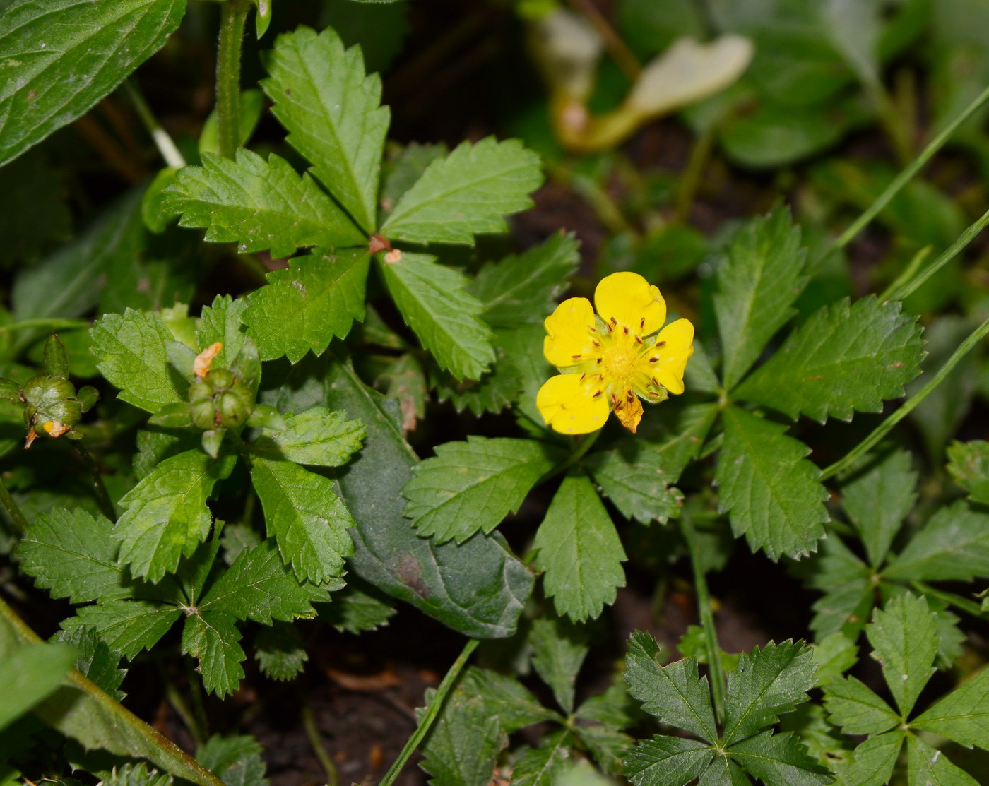 Изображение особи Potentilla reptans.