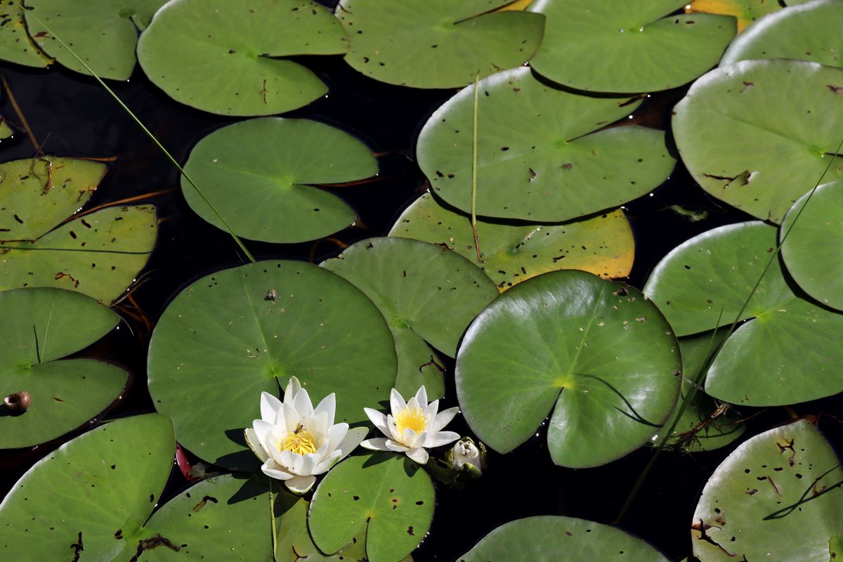 Изображение особи Nymphaea candida.