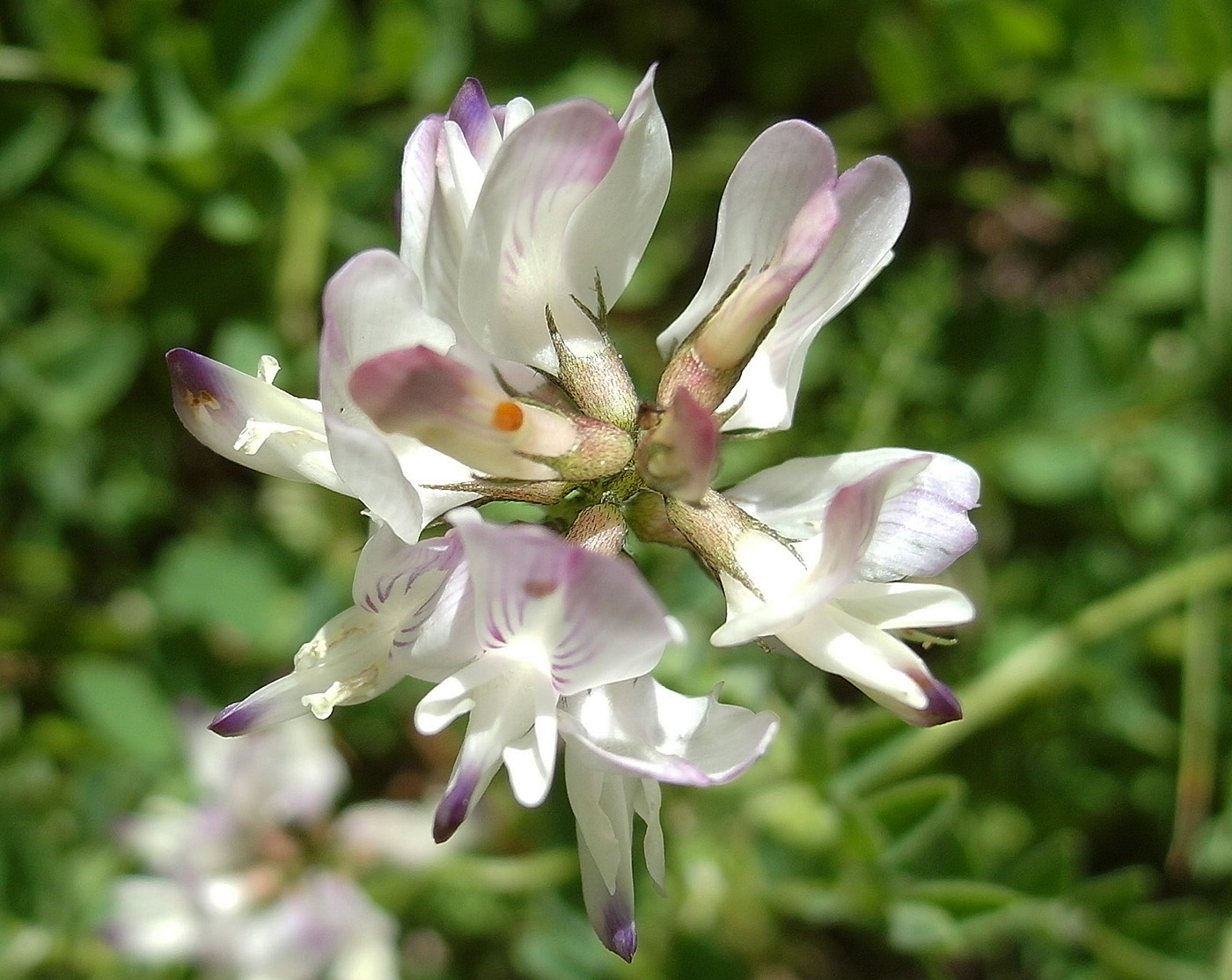 Image of Astragalus alpinus specimen.