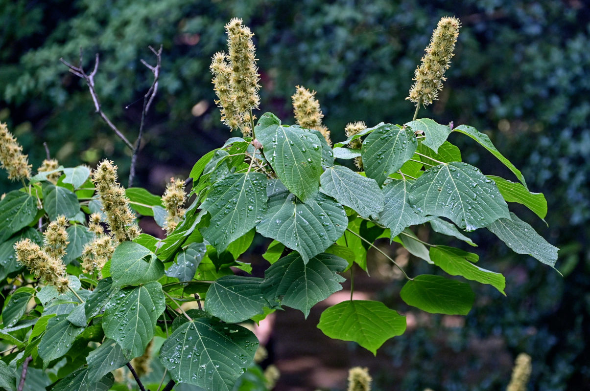 Изображение особи Mallotus nepalensis.