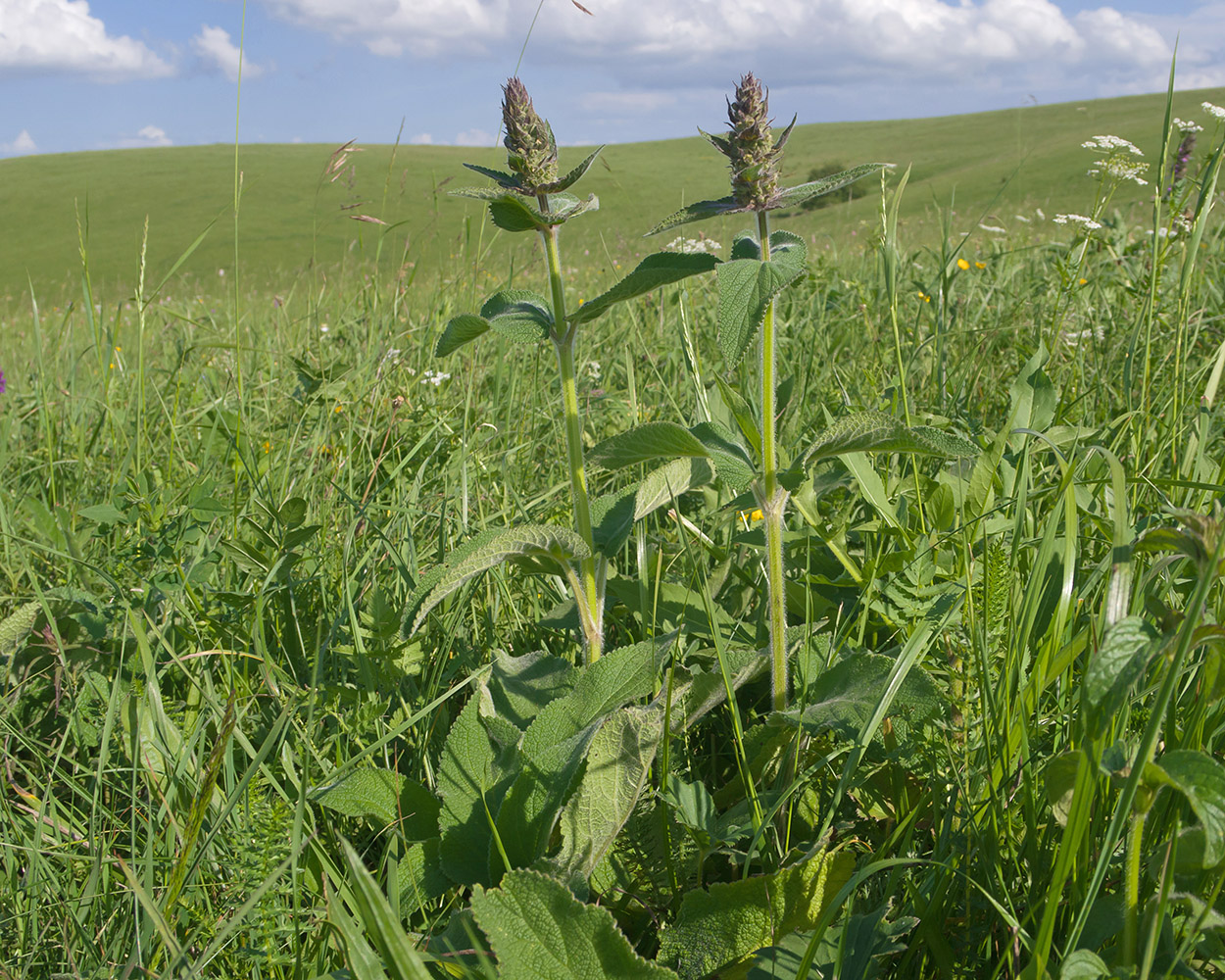 Image of Stachys balansae specimen.