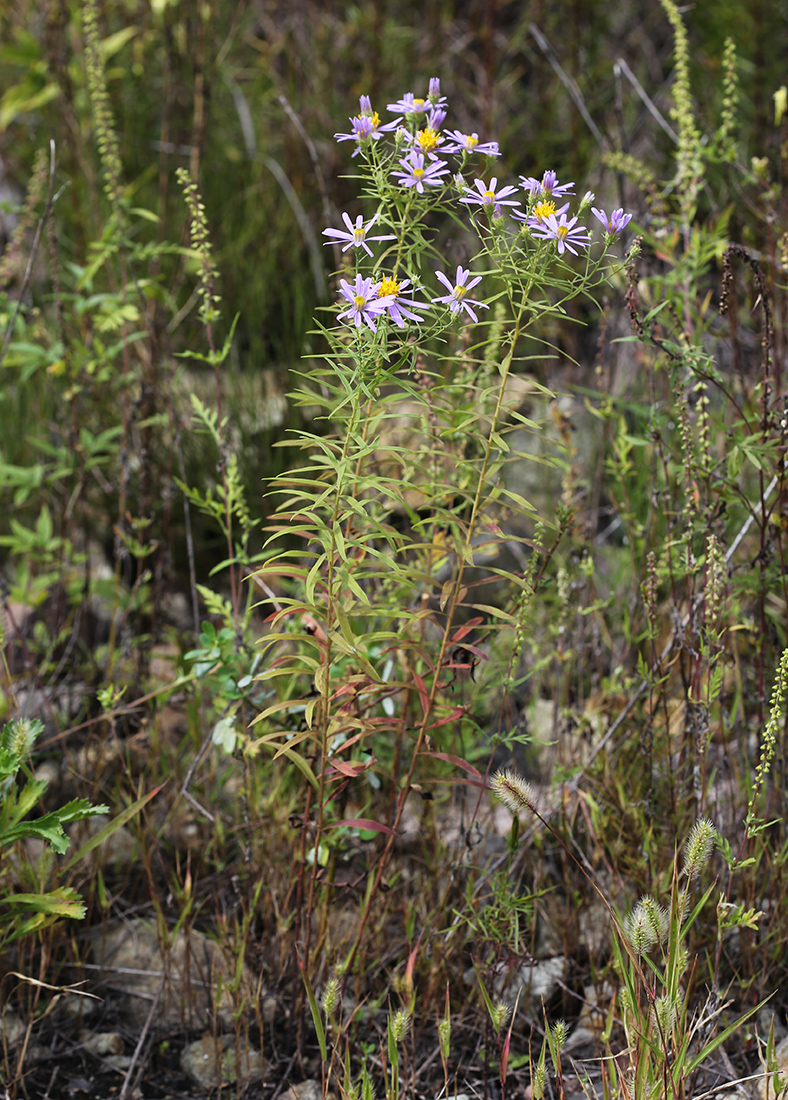 Image of Galatella dahurica specimen.