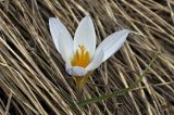 Crocus tauricus. Цветок. Крым, г. Симферополь, окр. мкр-на Пневматика, куэста, луг. 20.02.2024.