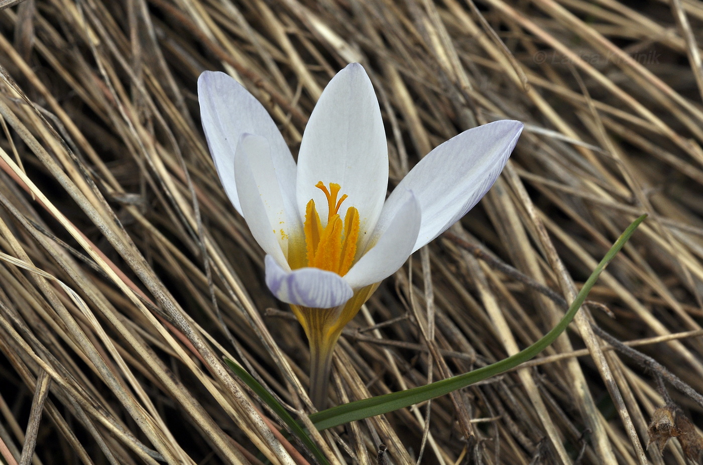 Image of Crocus tauricus specimen.