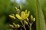 Lysimachia davurica