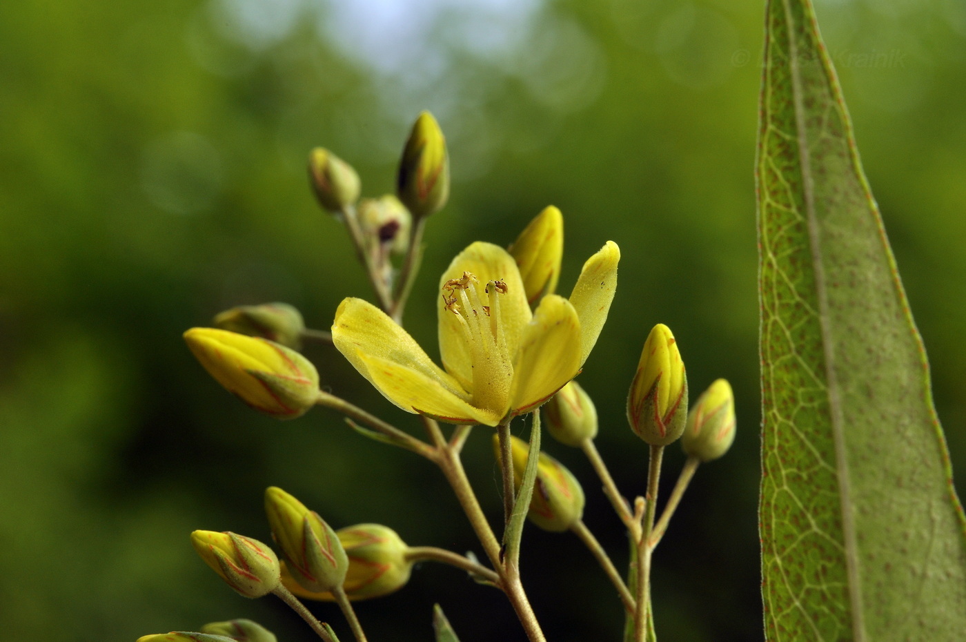 Изображение особи Lysimachia davurica.