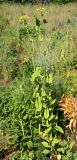 Bupleurum longifolium ssp. aureum