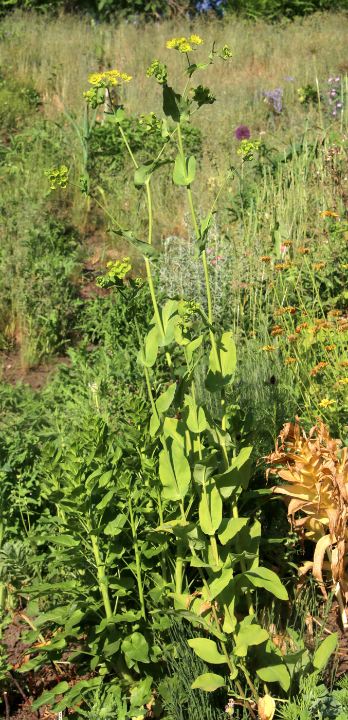 Изображение особи Bupleurum longifolium ssp. aureum.