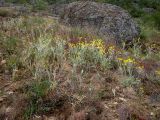 Ranunculus illyricus. Цветущие растения. Крым, Южный Берег, с-в склон горы Аю-Даг, редколесье, каменистый склон. 25.05.2024.