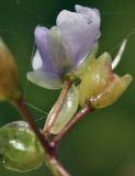 Murdannia nudiflora