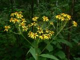 Senecio nemorensis