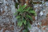 Asplenium billotii. Растения в трещине скалы. Крым, Южный Берег, гора Аюдаг, восточный склон. 02.01.2025.