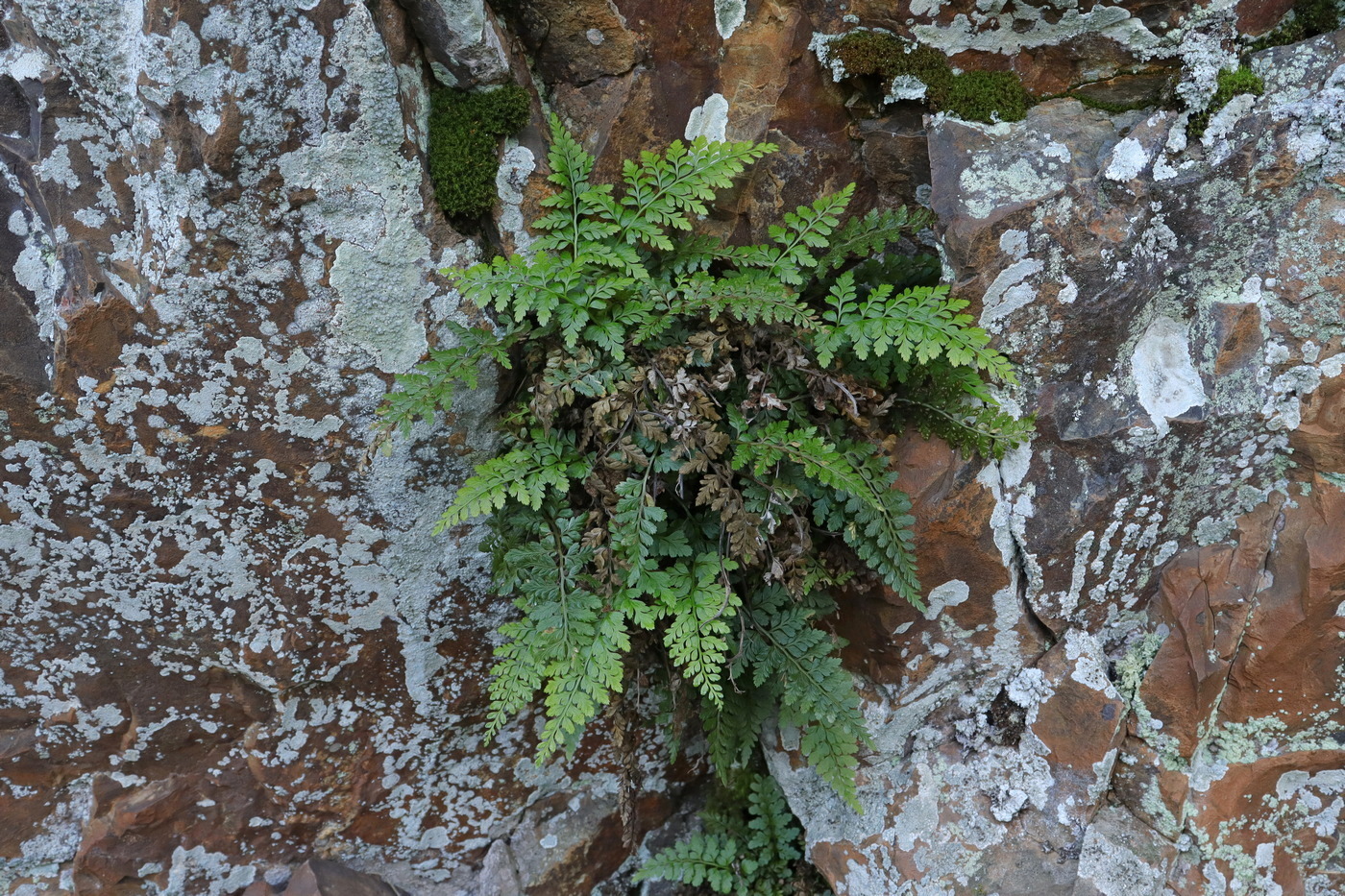 Image of Asplenium billotii specimen.