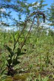 Epipactis atrorubens