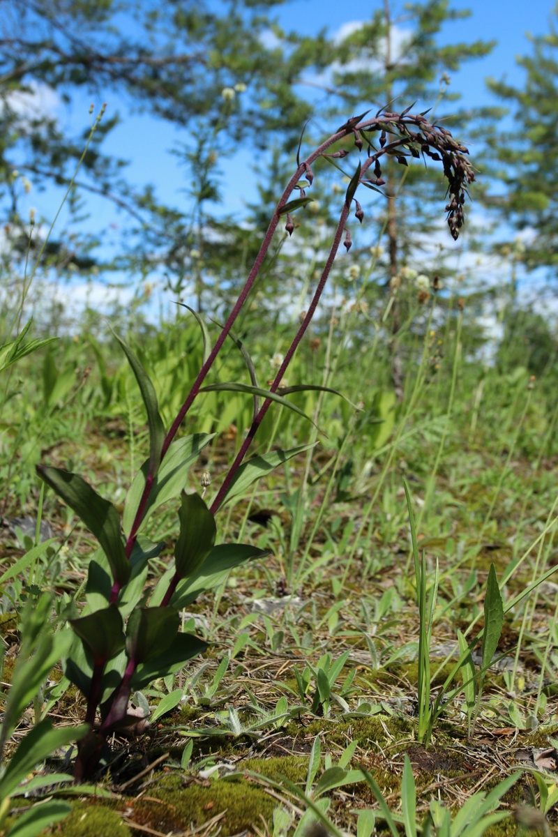 Image of Epipactis atrorubens specimen.