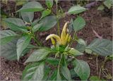 Capsicum annuum. Верхушка плодоносящего растения (сорт 'Вспышка'). Московская обл., Раменский р-н, окр. дер. Хрипань, садовый участок. 05.08.2024.