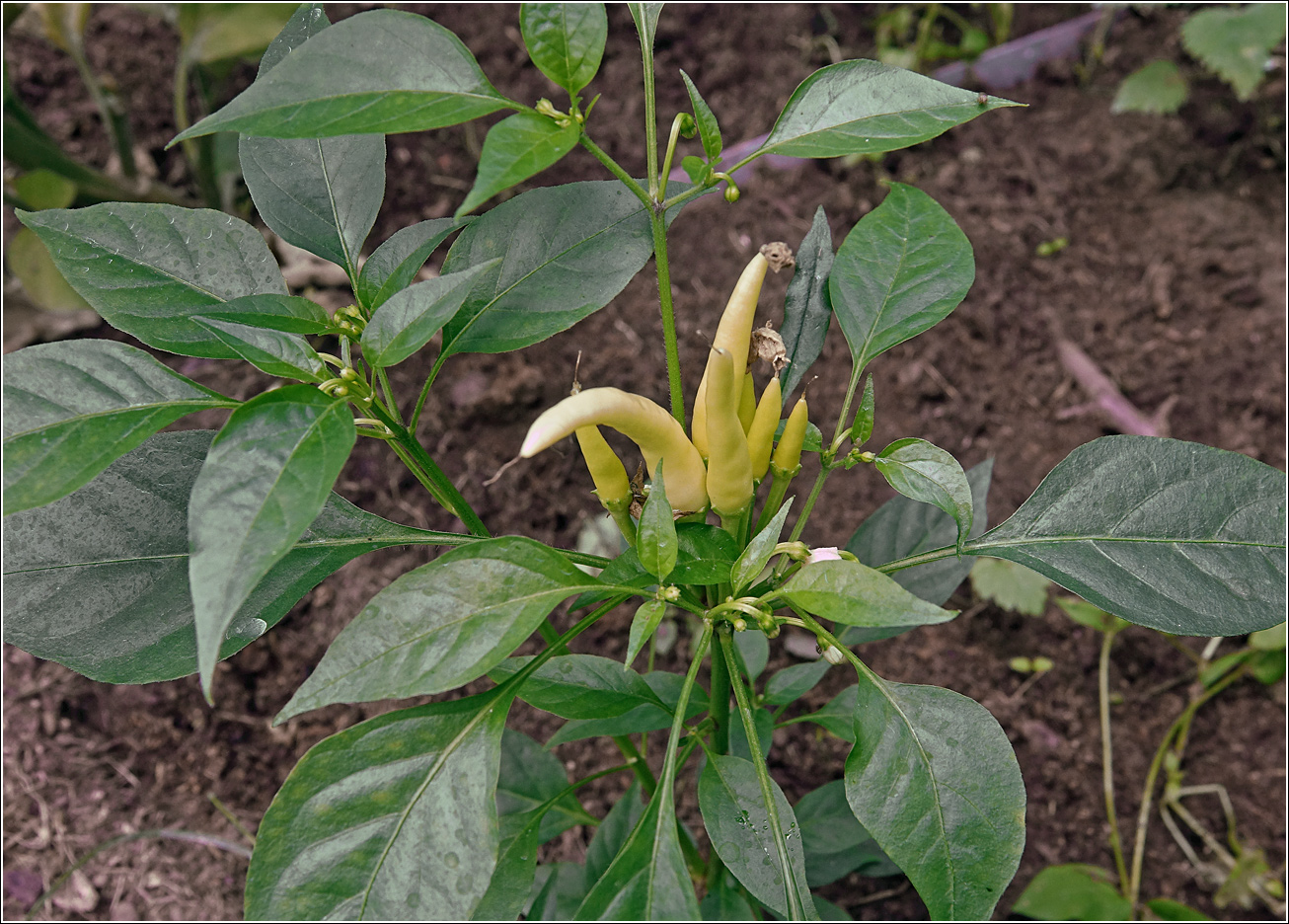 Изображение особи Capsicum annuum.