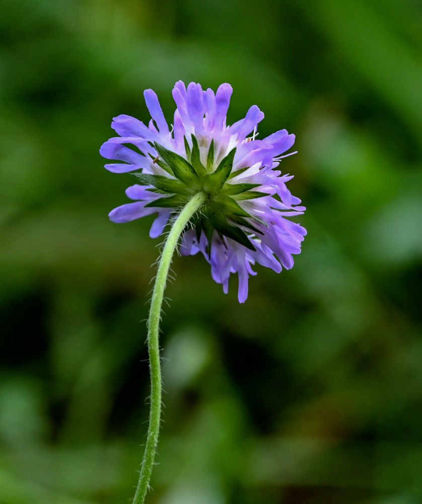 Image of Knautia arvensis specimen.