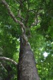 Platanus orientalis. Часть ствола и основания скелетных ветвей. Грузия, г. Боржоми, на улице. 27 мая 2018 г.