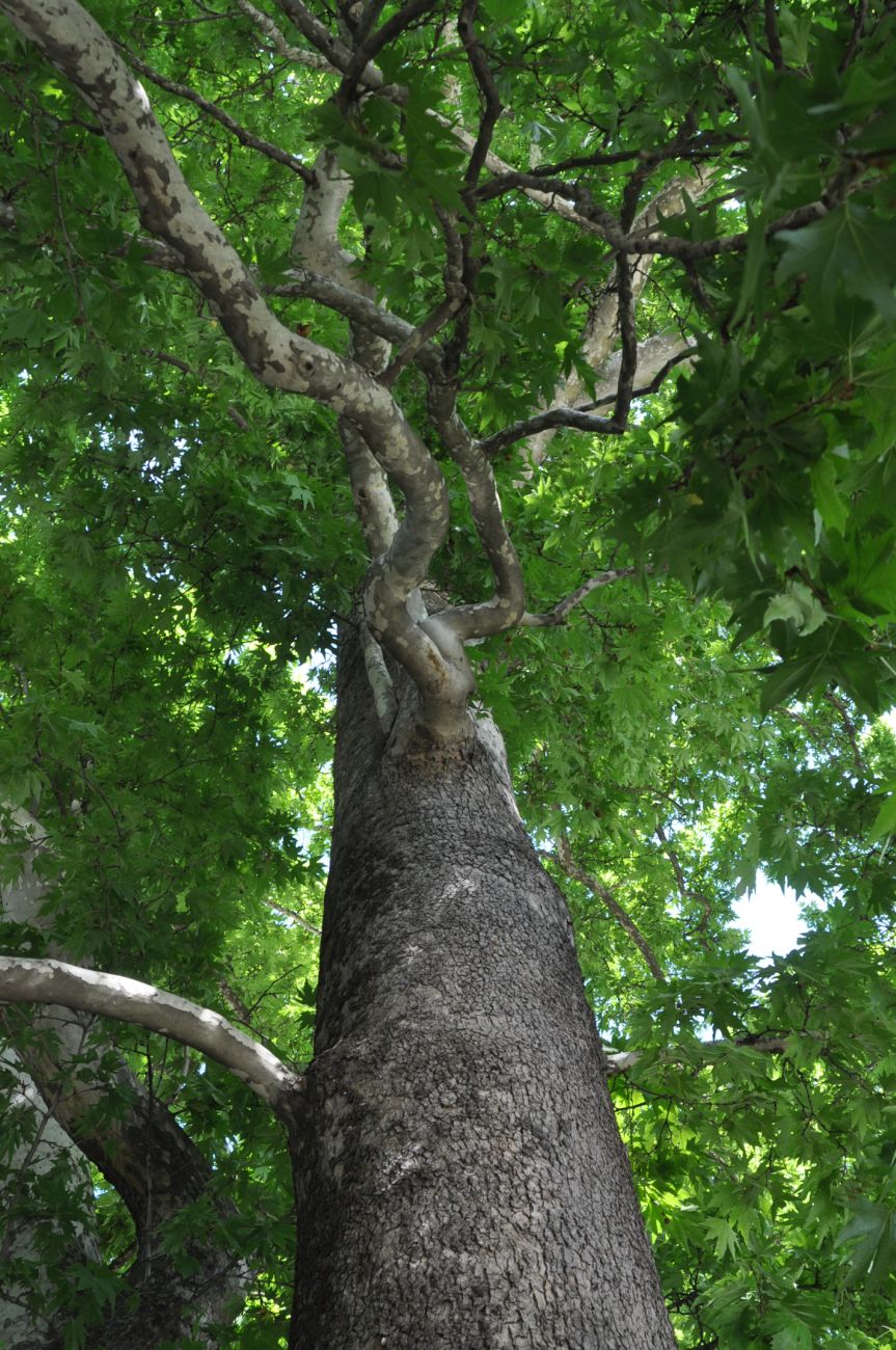 Изображение особи Platanus orientalis.