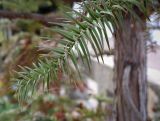 Смотреть изображение Cunninghamia lanceolata