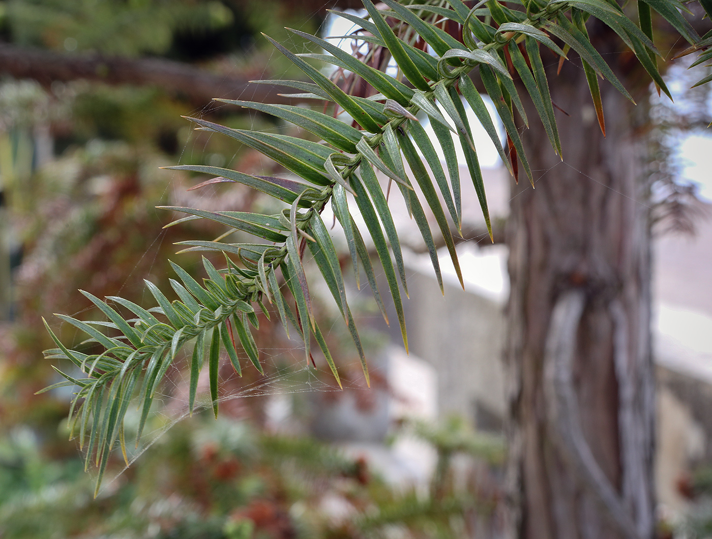 Изображение особи Cunninghamia lanceolata.