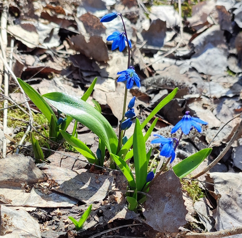 Изображение особи Scilla siberica.