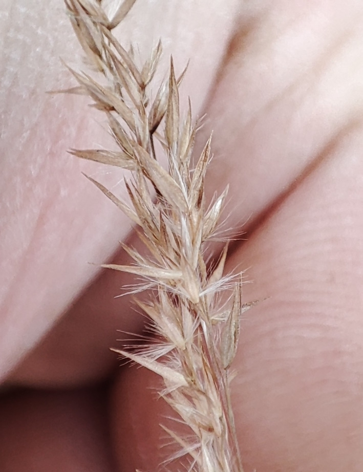 Image of Calamagrostis purpurea specimen.