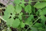 View full-size image Chelidonium majus