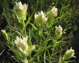 Castilleja pallida. Верхушки побегов с соцветиями. Читинская обл., Даурский заповедник, хр. Адун-Челон. 19.06.2004.