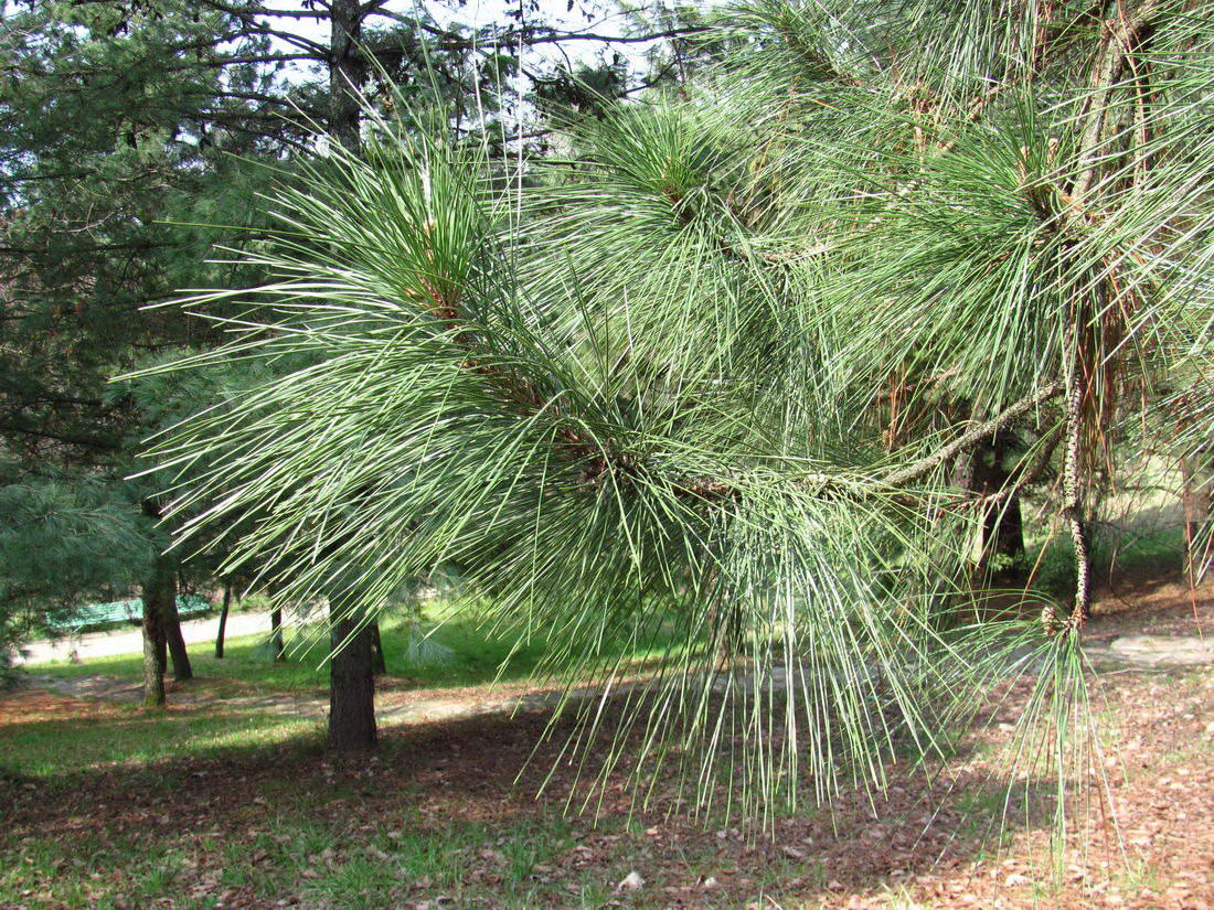 Image of genus Pinus specimen.