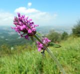 View full-size image Betonica officinalis