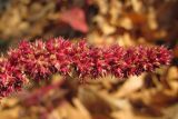 View full-size image Amaranthus cruentus