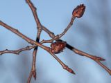 Ulmus laevis. Побеги с набухшими генеративными почками. Санкт-Петербург, 11.04.2011.