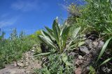 View full-size image genus Verbascum